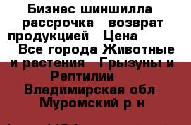 Бизнес шиншилла, рассрочка - возврат продукцией › Цена ­ 4 500 - Все города Животные и растения » Грызуны и Рептилии   . Владимирская обл.,Муромский р-н